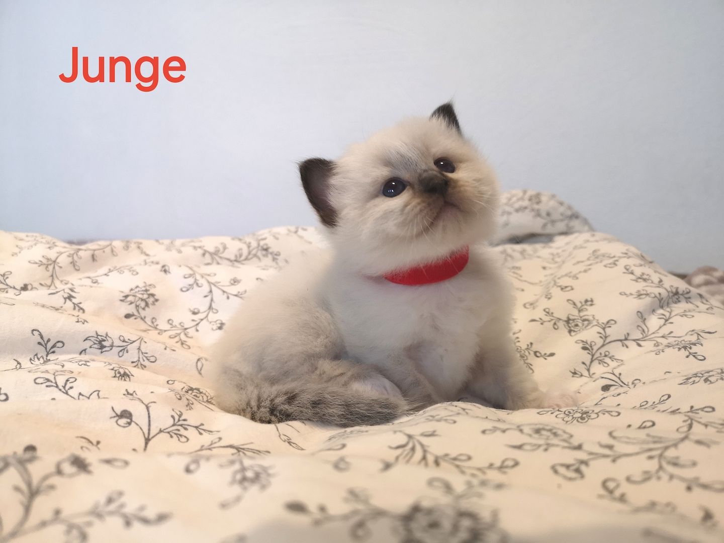 Heilige Birma Kitten