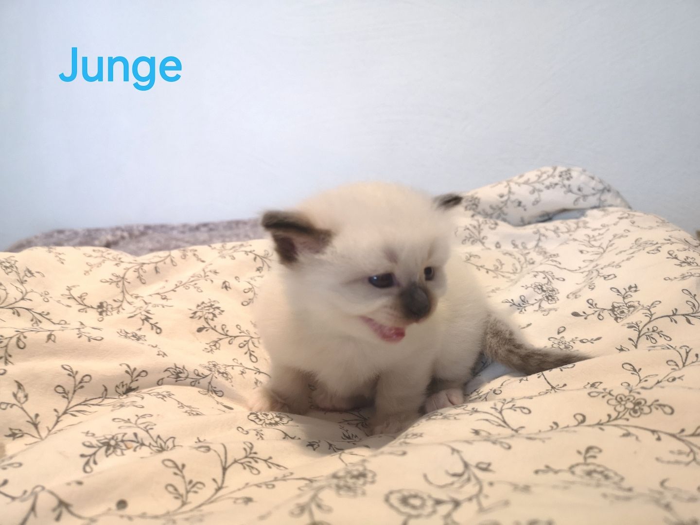 Heilige Birma Kitten