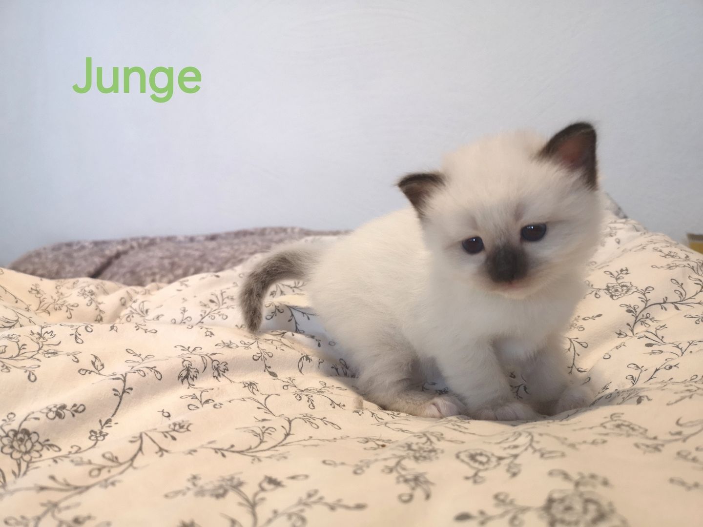 Heilige Birma Kitten