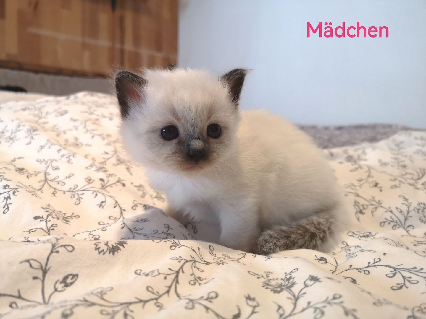 Heilige Birma Kitten