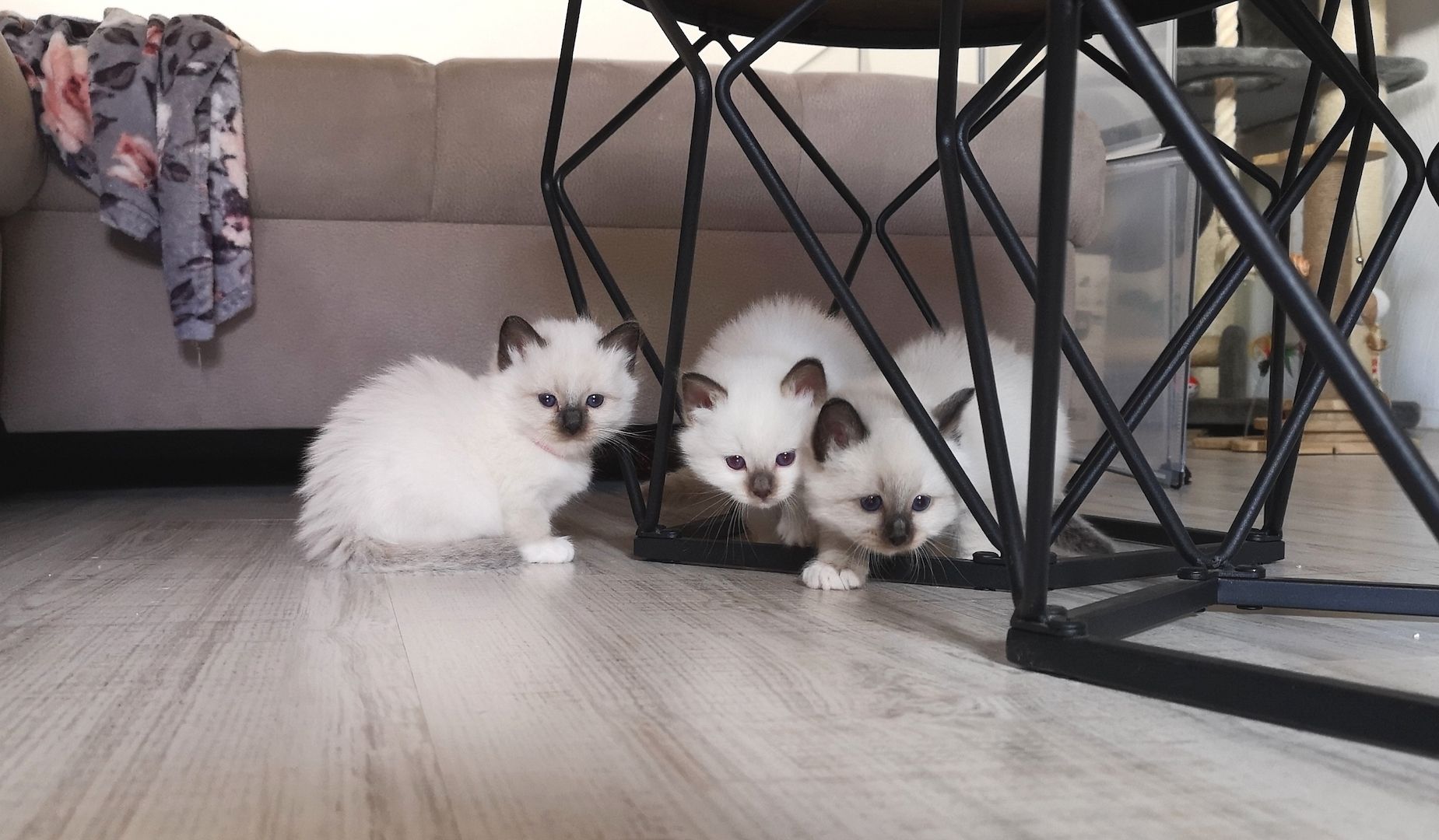 Heilige Birma Kitten