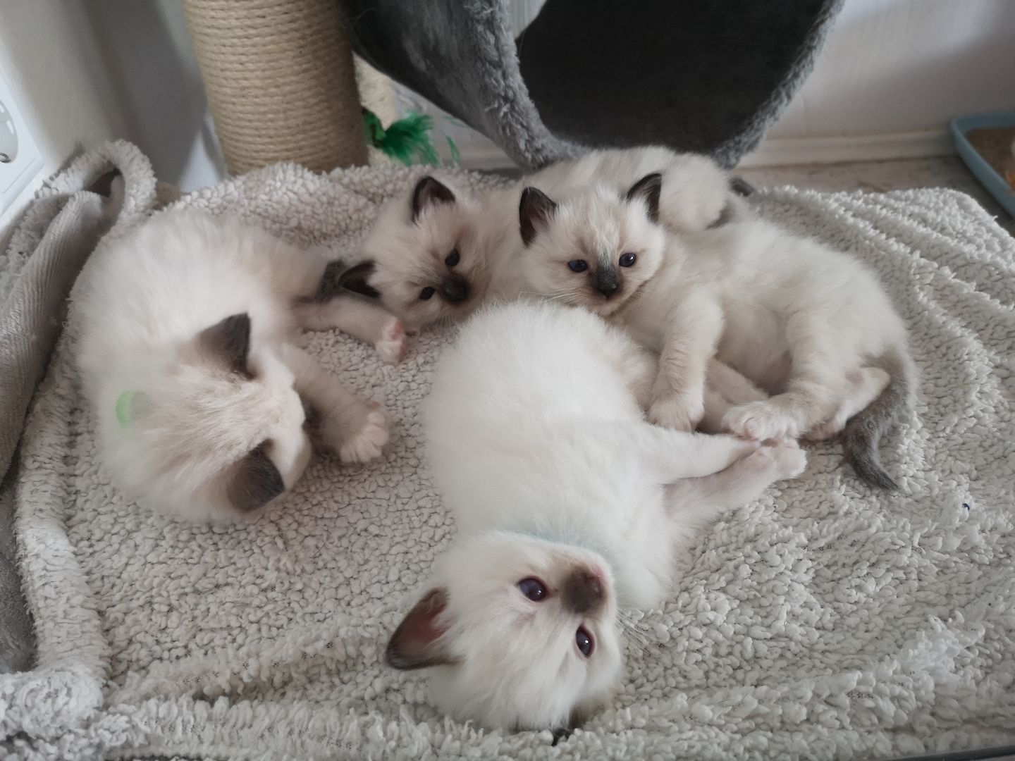 Heilige Birma Kitten