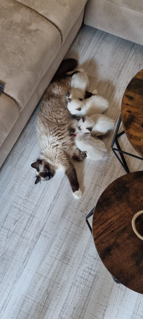 Heilige Birma Kitten