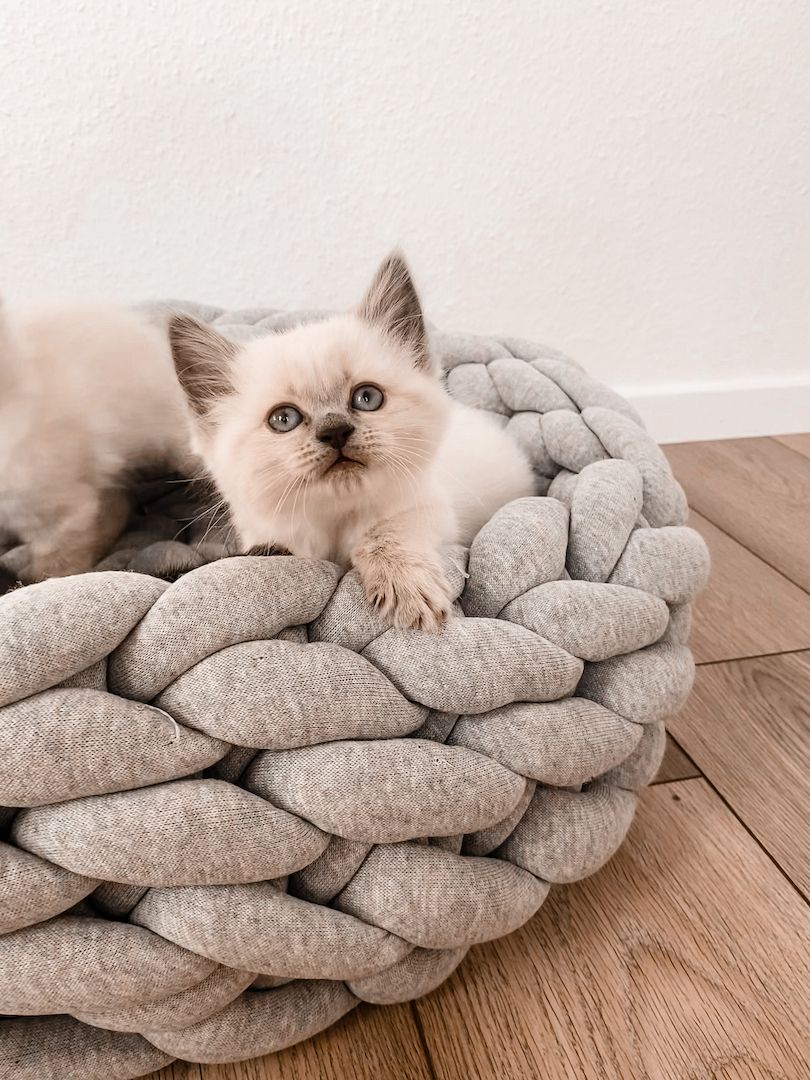 BKH / Heilige Birma Kitten