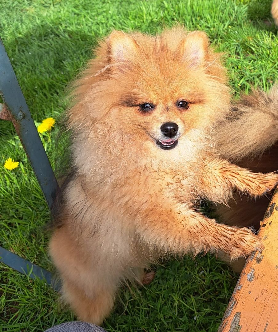 Pomeranian Zwergspitz 6 Monate