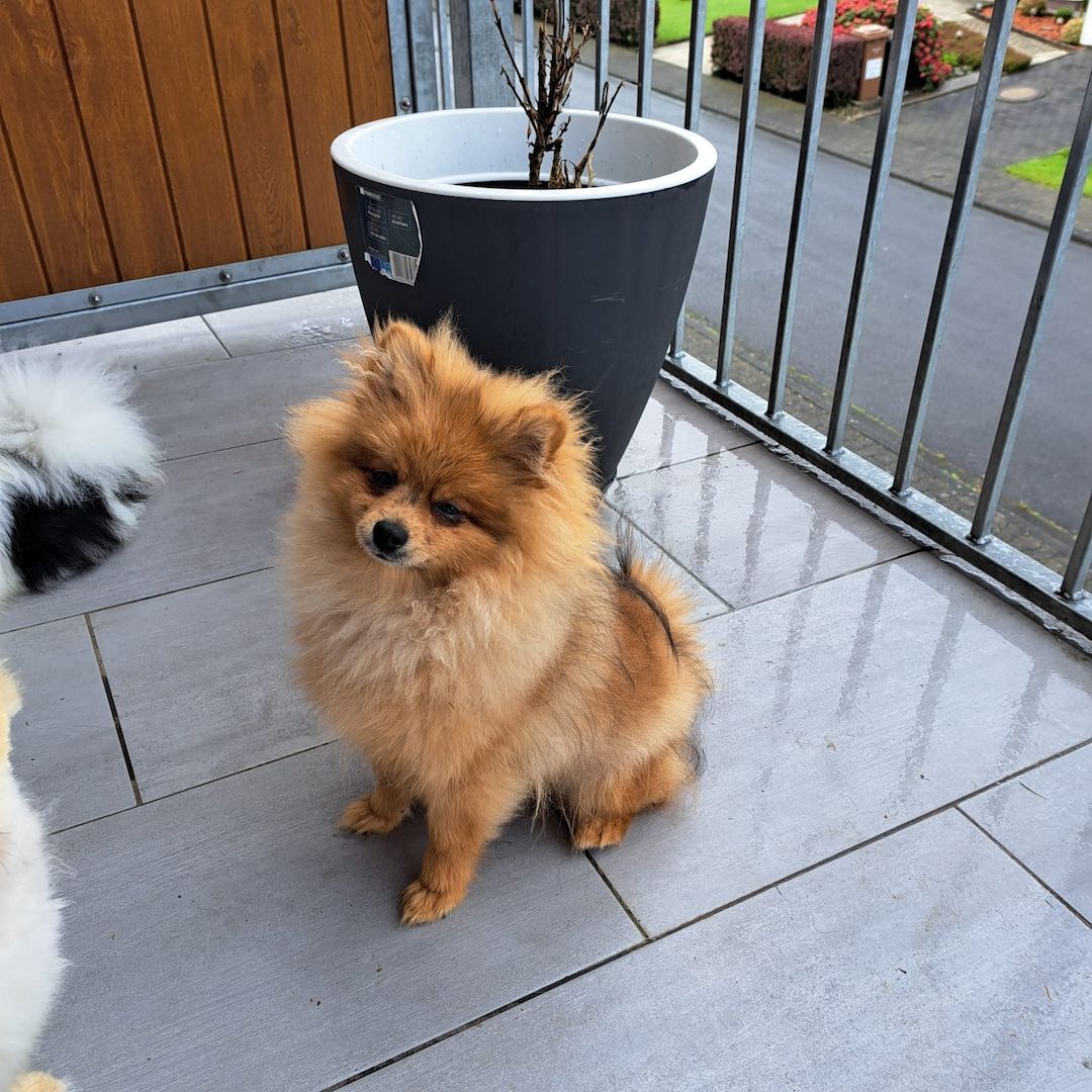 Pomeranian Zwergspitz 6 Monate