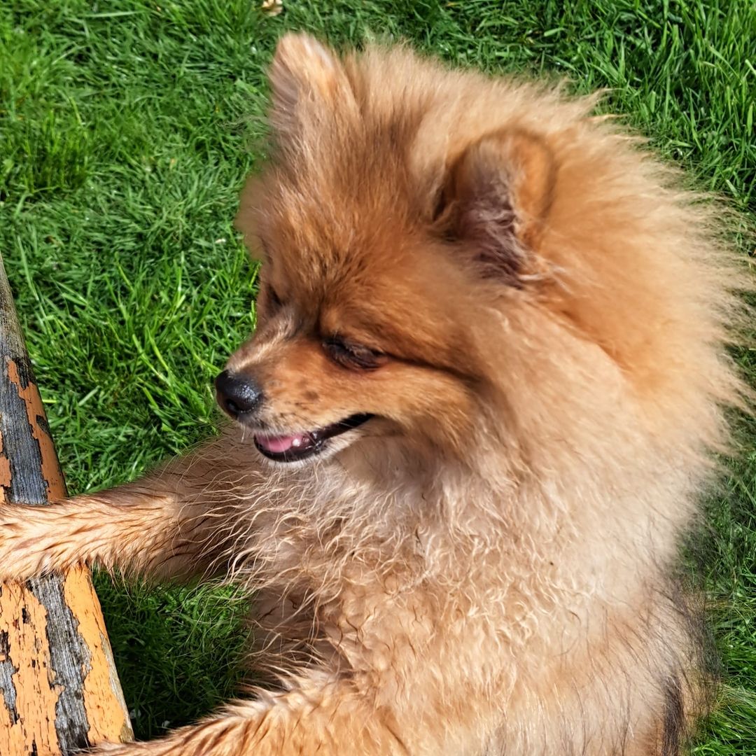 Pomeranian Zwergspitz 6 Monate