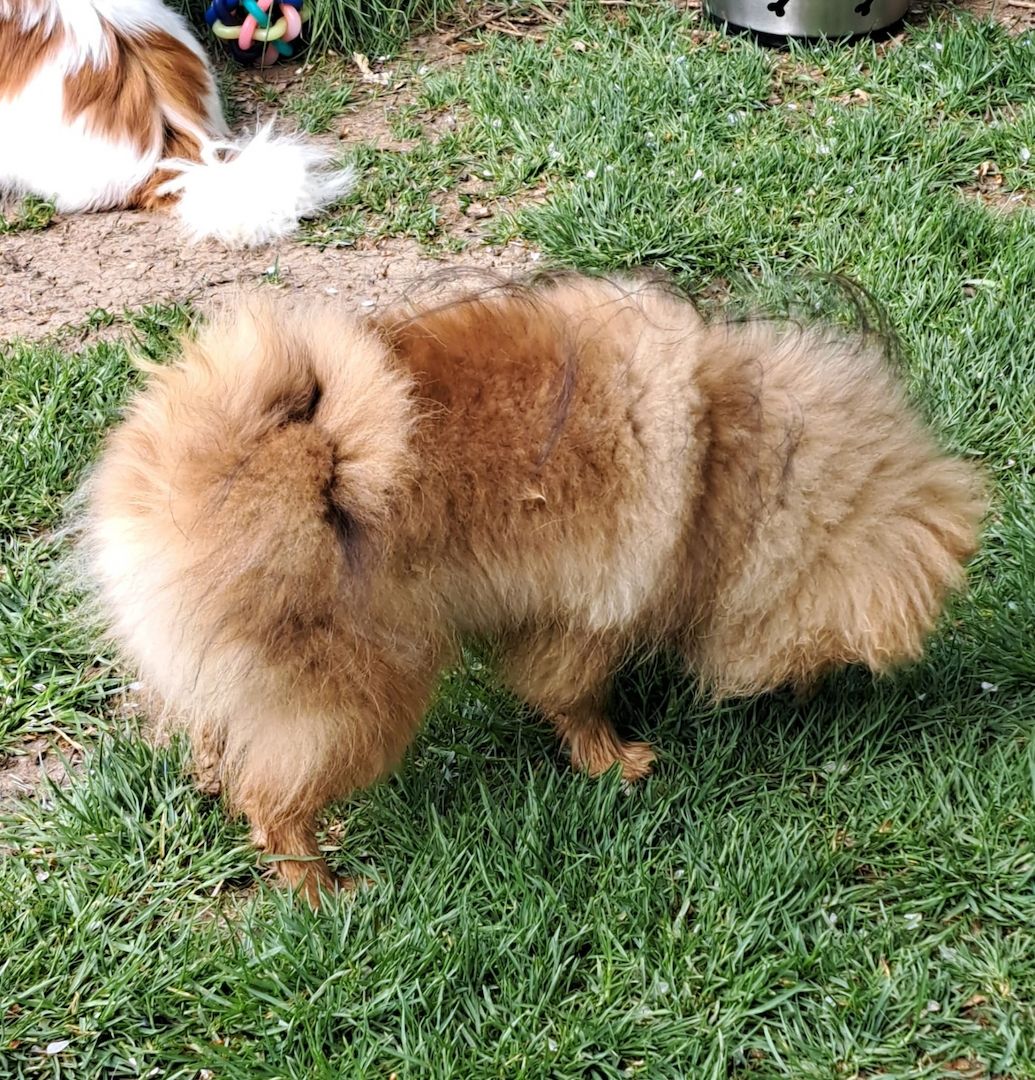 Pomeranian Zwergspitz 6 Monate