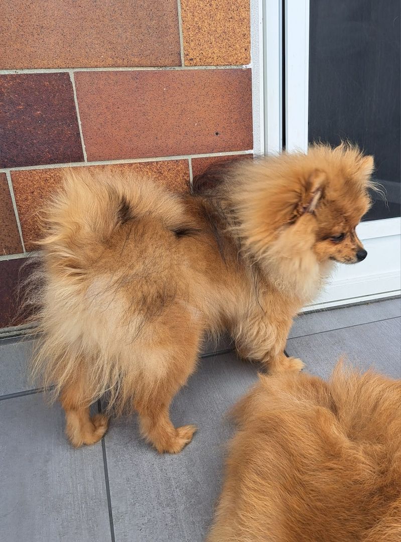 Pomeranian Zwergspitz 6 Monate