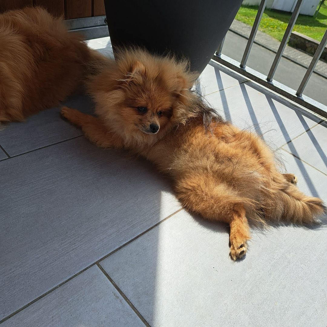 Pomeranian Zwergspitz 6 Monate