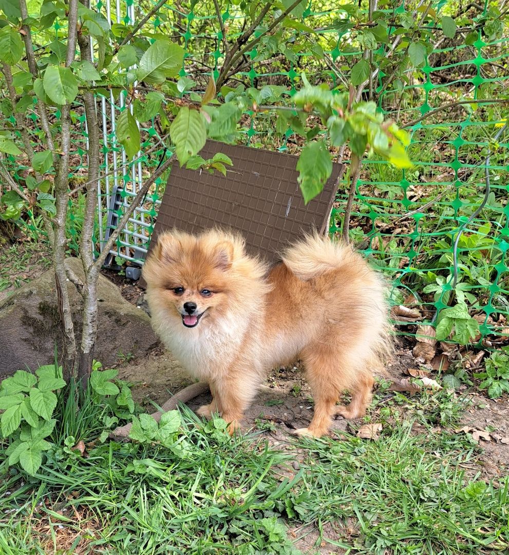 Pomeranian Zwergspitz 6 Monate