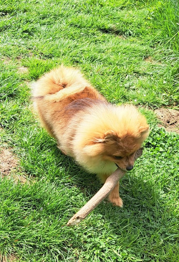 Pomeranian Zwergspitz 6 Monate