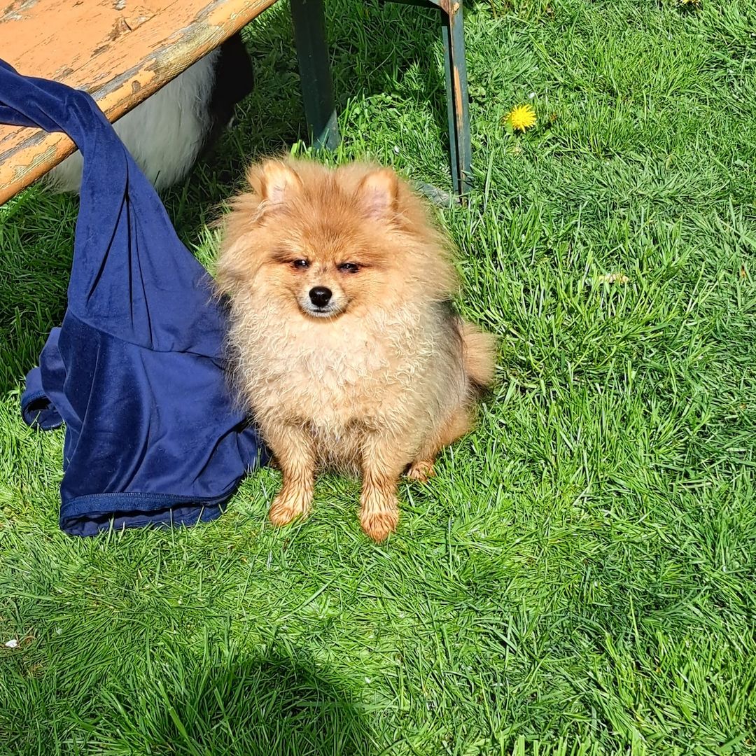 Pomeranian Zwergspitz 6 Monate