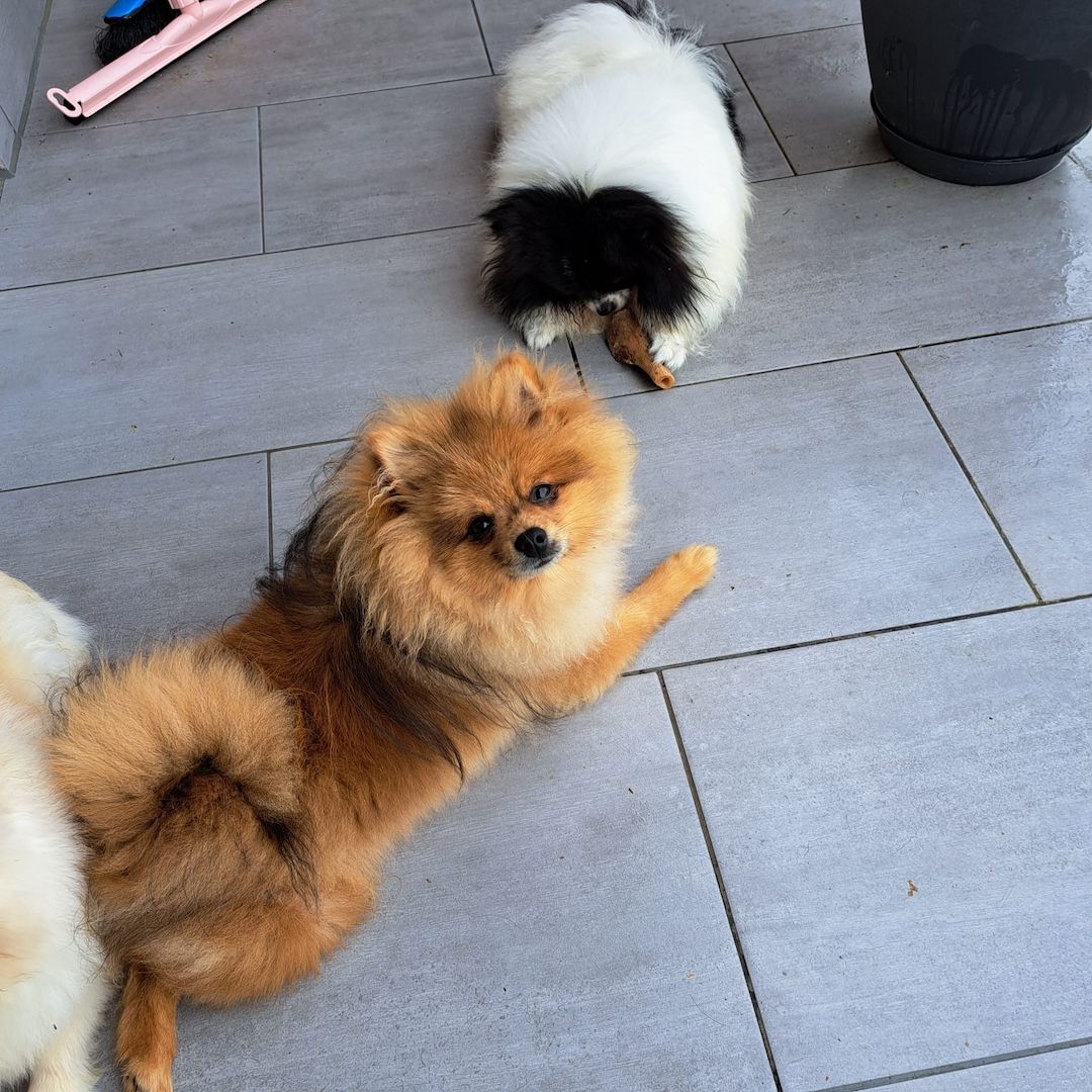 Pomeranian Zwergspitz 6 Monate