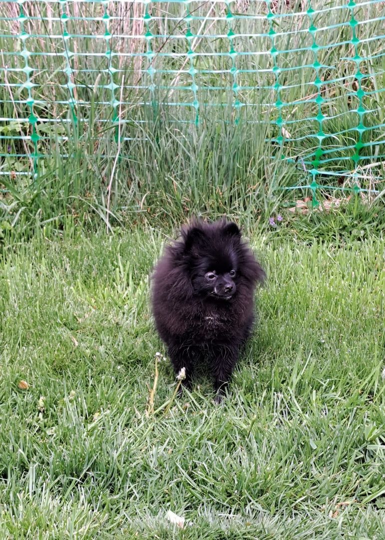 Pomeranian-Chihuahua Mix Mädchen 6 Monate (Pomchi) Pomeranian-Chihuahua Mix Mädchen 6 Monate (Pomchi)