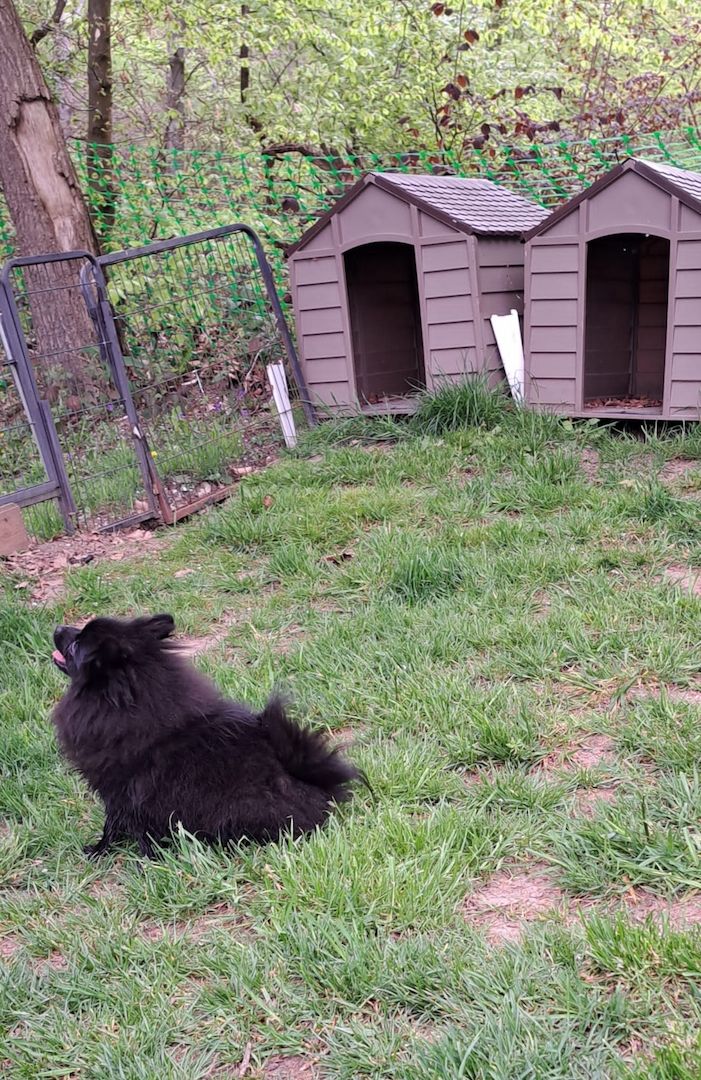 Pomeranian-Chihuahua Mix Mädchen 6 Monate (Pomchi) Pomeranian-Chihuahua Mix Mädchen 6 Monate (Pomchi)