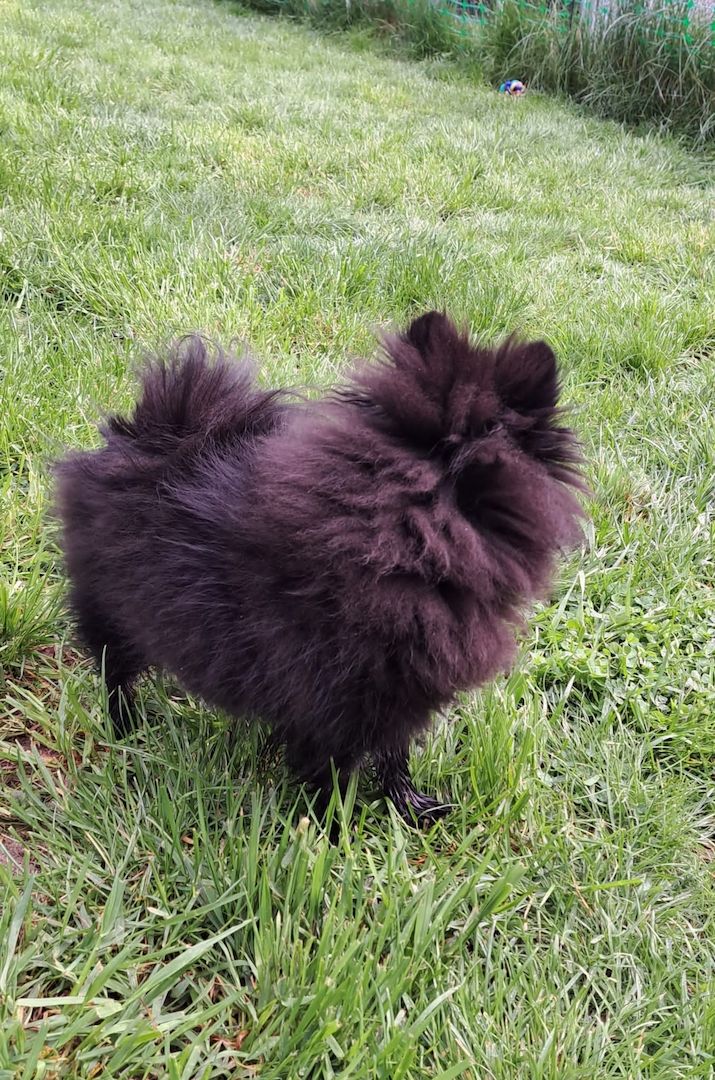 Pomeranian-Chihuahua Mix Mädchen 6 Monate (Pomchi) Pomeranian-Chihuahua Mix Mädchen 6 Monate (Pomchi)