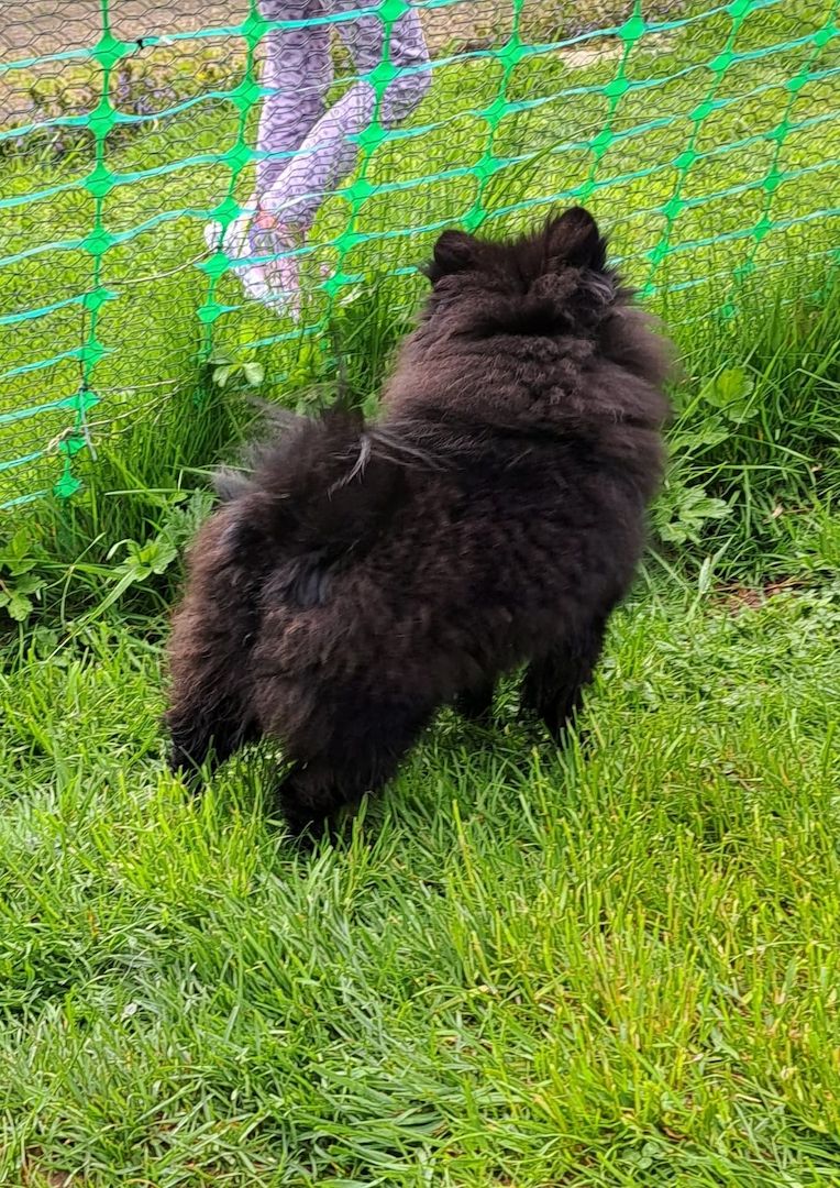 Pomeranian-Chihuahua Mix Mädchen 6 Monate (Pomchi) Pomeranian-Chihuahua Mix Mädchen 6 Monate (Pomchi)