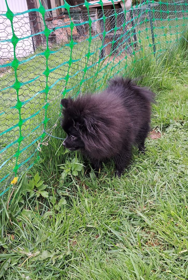 Pomeranian-Chihuahua Mix Mädchen 6 Monate (Pomchi) Pomeranian-Chihuahua Mix Mädchen 6 Monate (Pomchi)