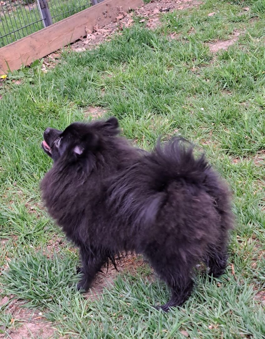 Pomeranian-Chihuahua Mix Mädchen 6 Monate (Pomchi) Pomeranian-Chihuahua Mix Mädchen 6 Monate (Pomchi)