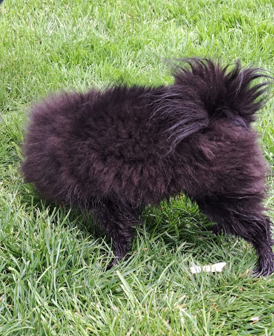 Pomeranian-Chihuahua Mix Mädchen 6 Monate (Pomchi) Pomeranian-Chihuahua Mix Mädchen 6 Monate (Pomchi)