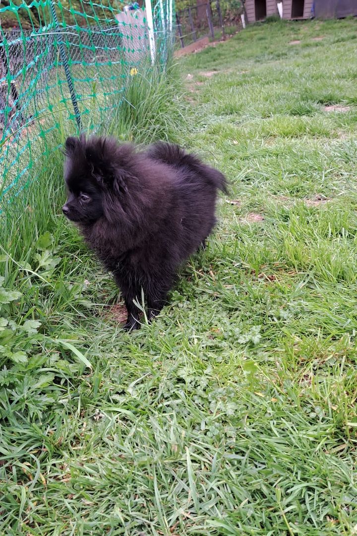 Pomeranian-Chihuahua Mix Mädchen 6 Monate (Pomchi) Pomeranian-Chihuahua Mix Mädchen 6 Monate (Pomchi)