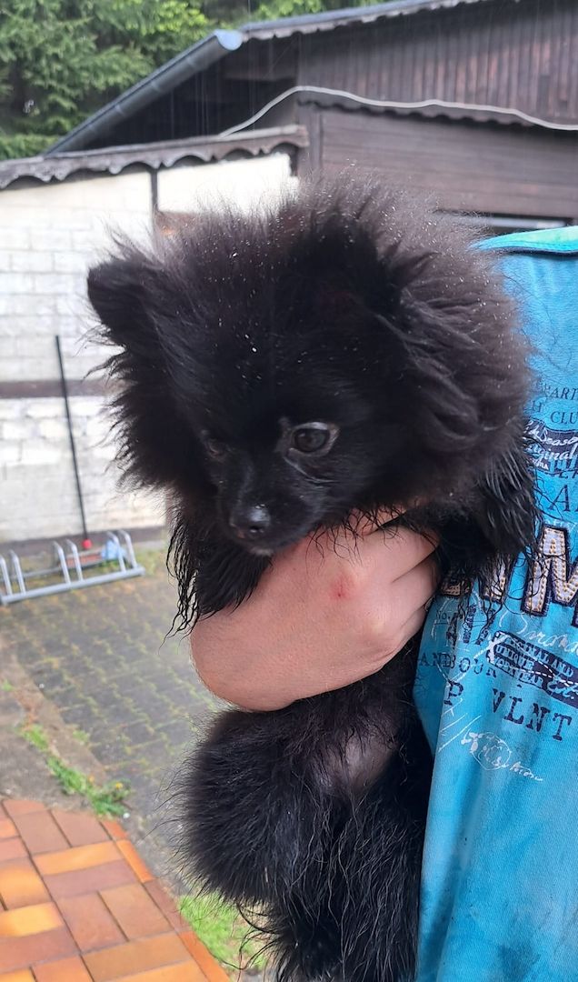 Pomeranian-Chihuahua Mix Mädchen 6 Monate (Pomchi) Pomeranian-Chihuahua Mix Mädchen 6 Monate (Pomchi)