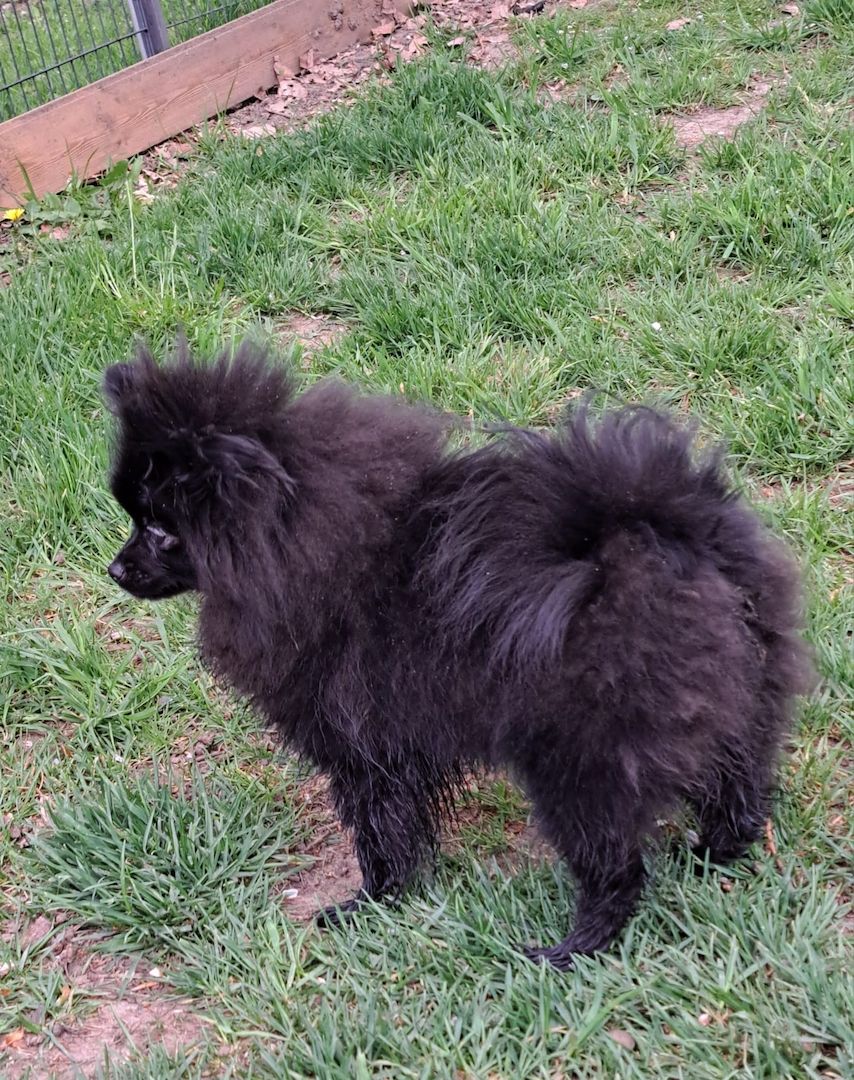 Pomeranian-Chihuahua Mix Mädchen 6 Monate (Pomchi) Pomeranian-Chihuahua Mix Mädchen 6 Monate (Pomchi)