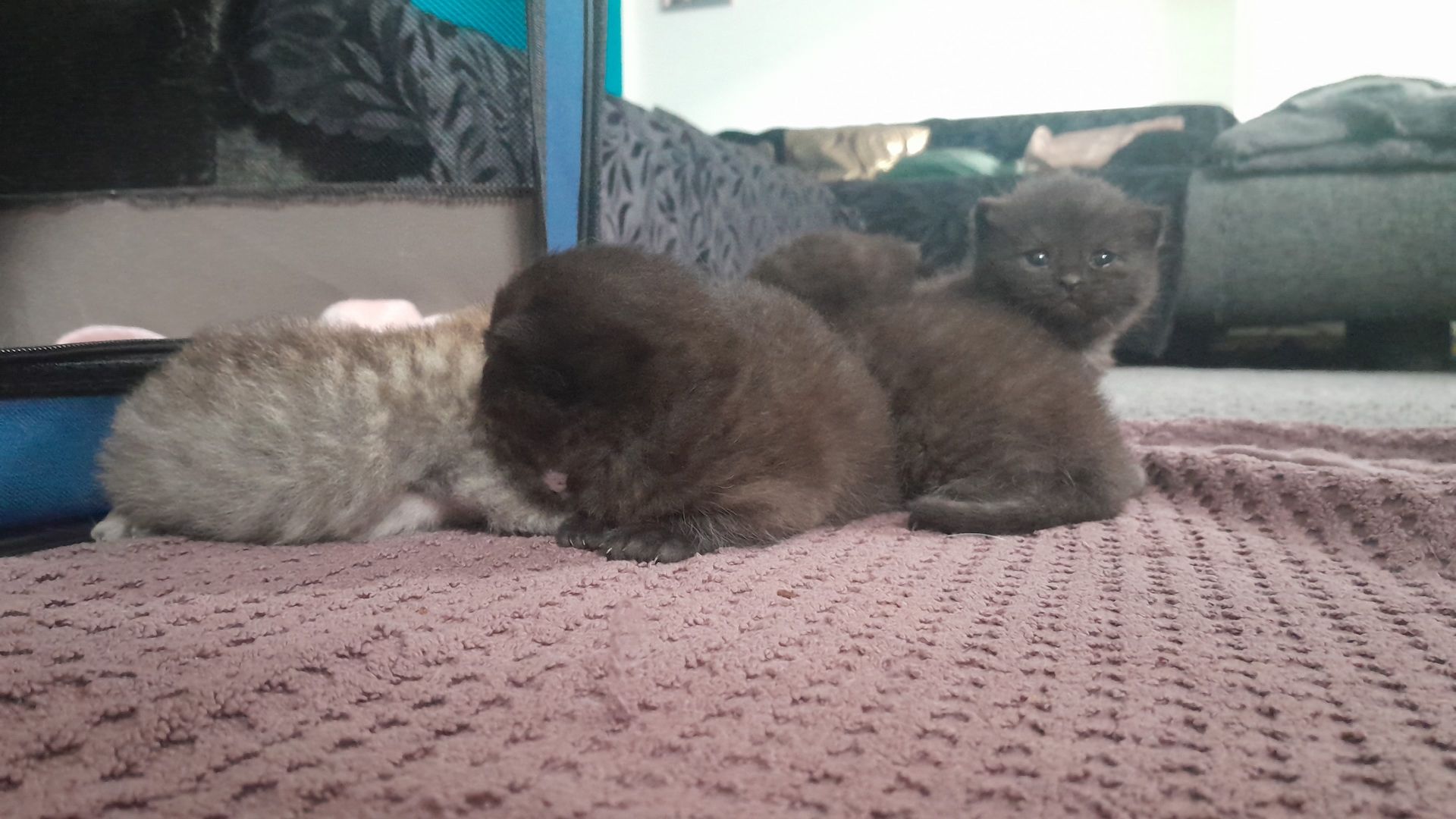 Kitten Katenbaby Katze