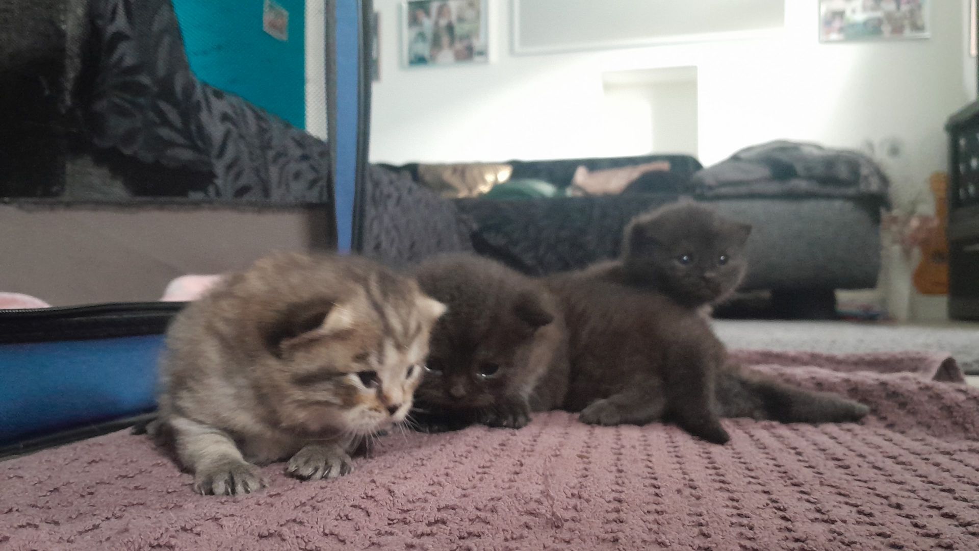 Kitten Katenbaby Katze