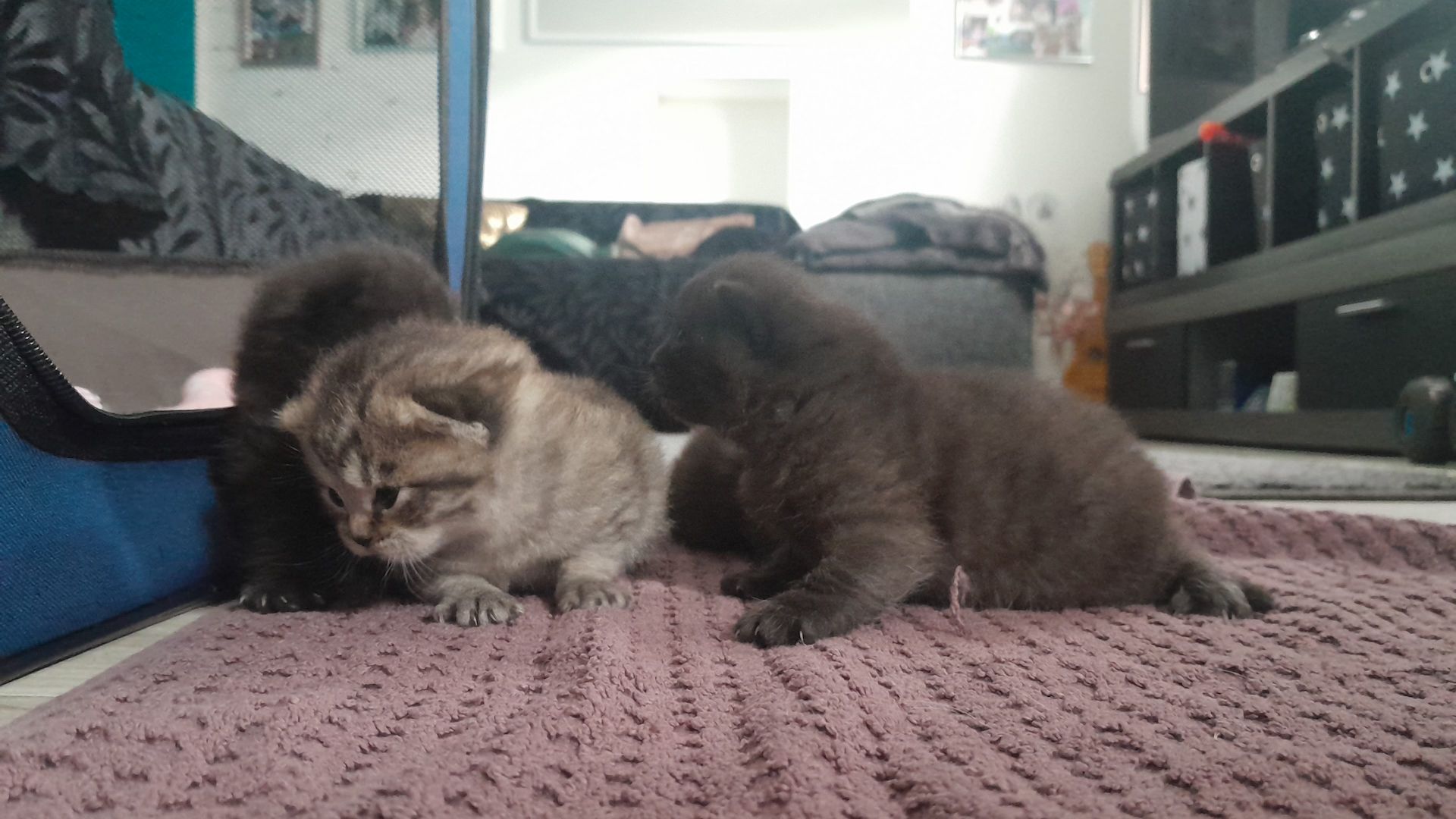 Kitten Katenbaby Katze