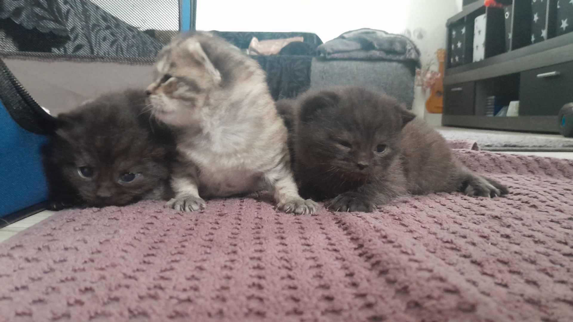 Kitten Katenbaby Katze