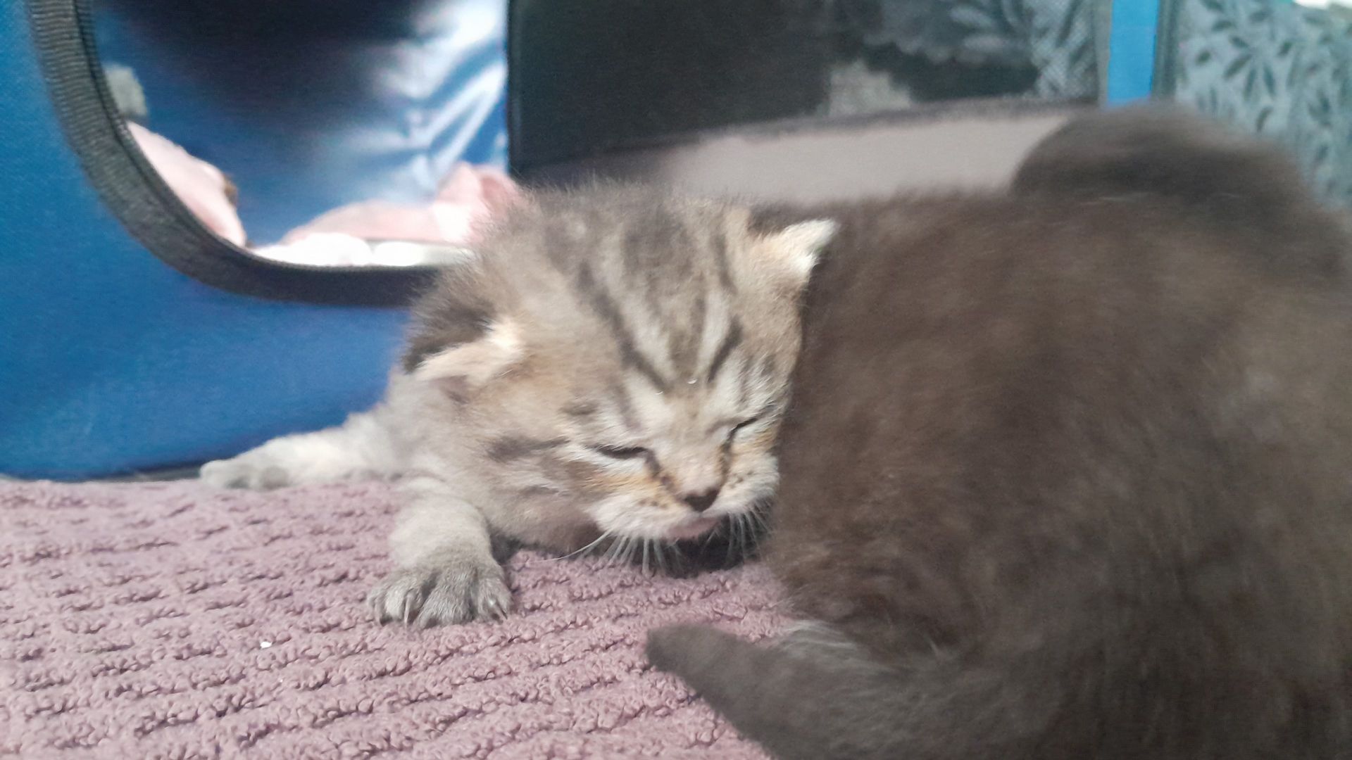 Kitten Katenbaby Katze