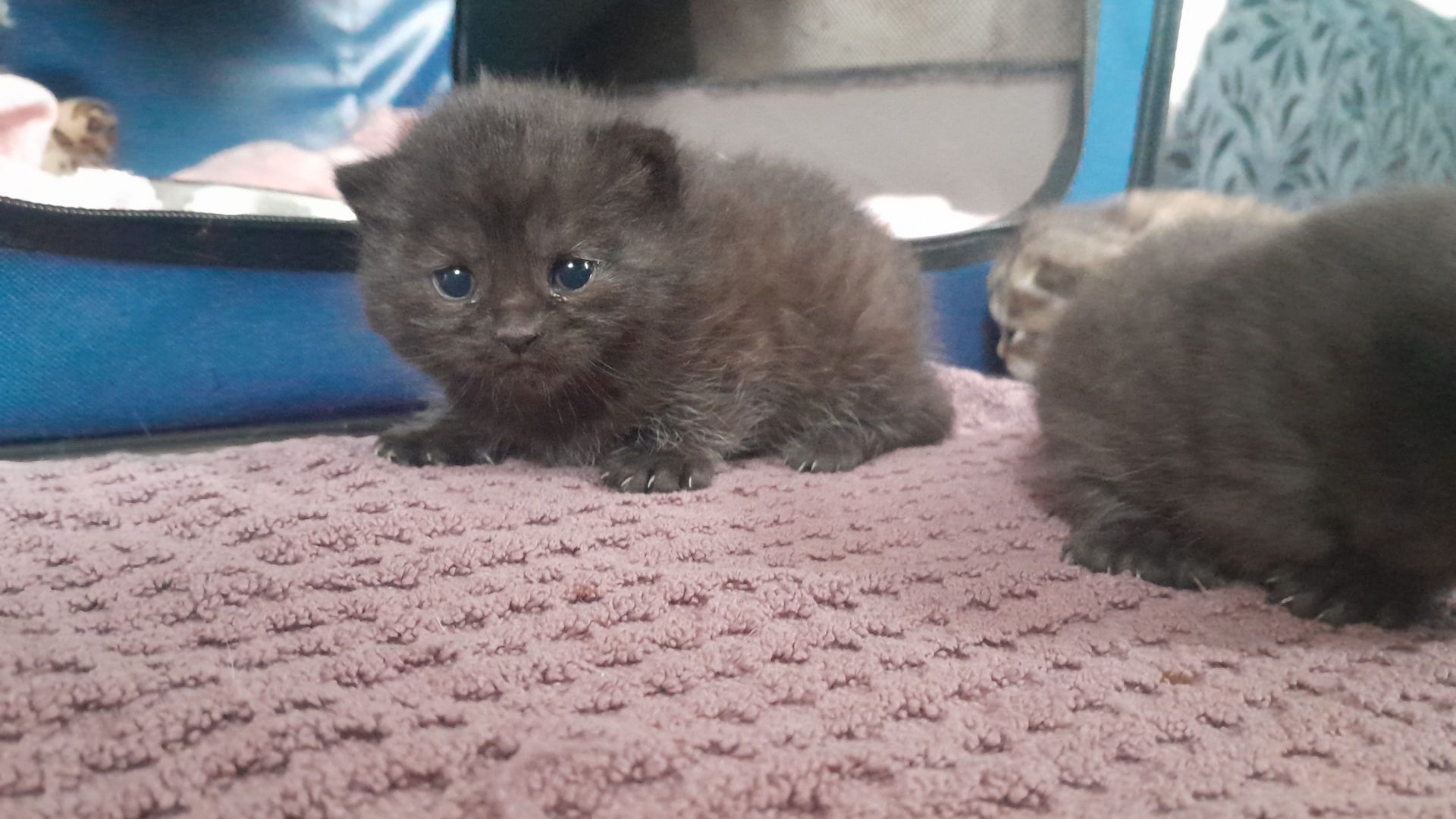 Kitten Katenbaby Katze