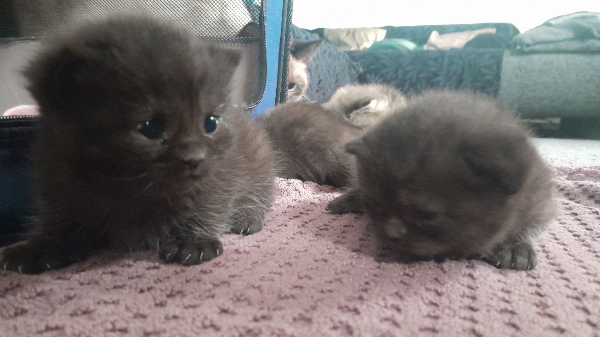 Kitten Katenbaby Katze