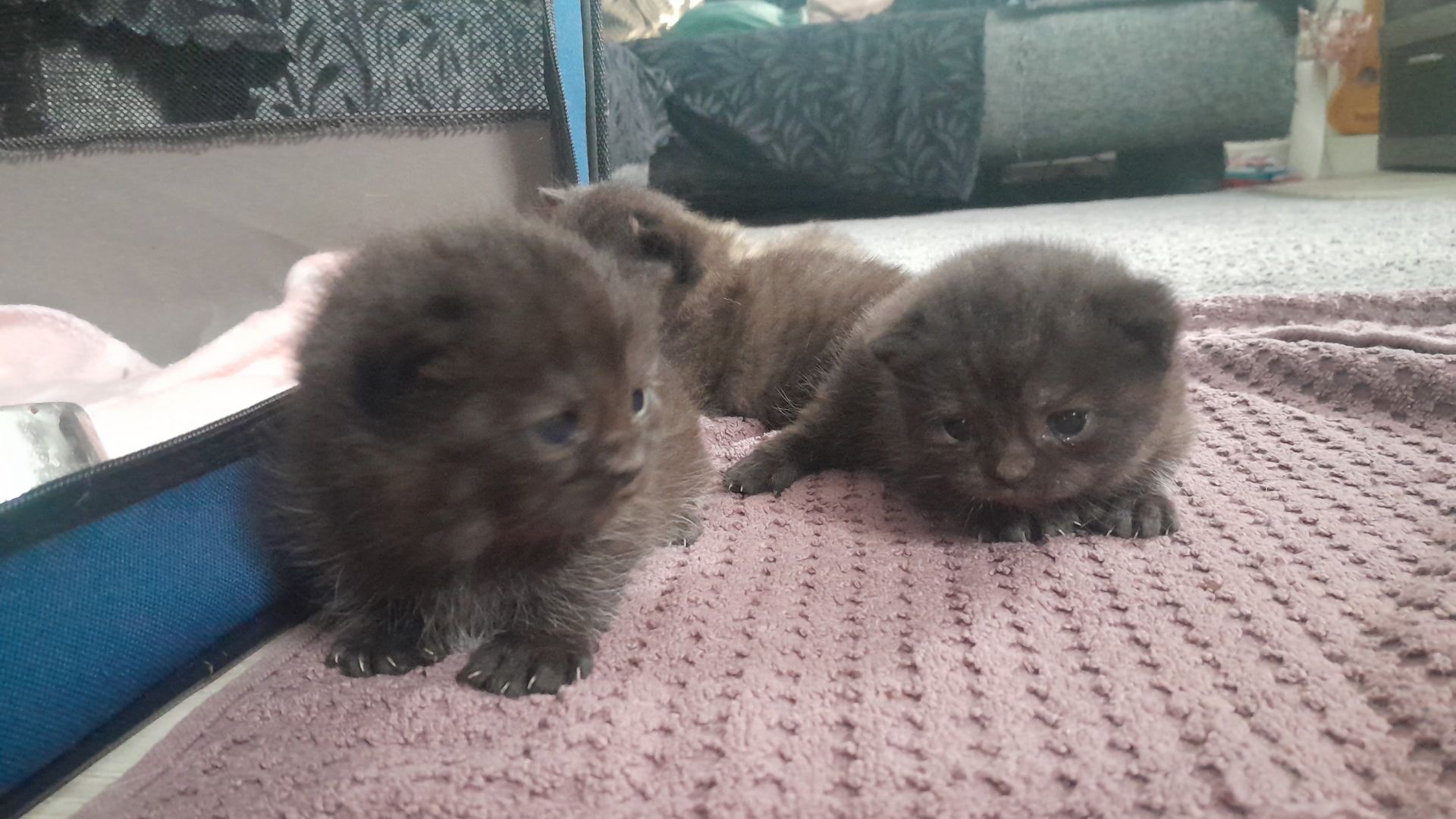 Kitten Katenbaby Katze