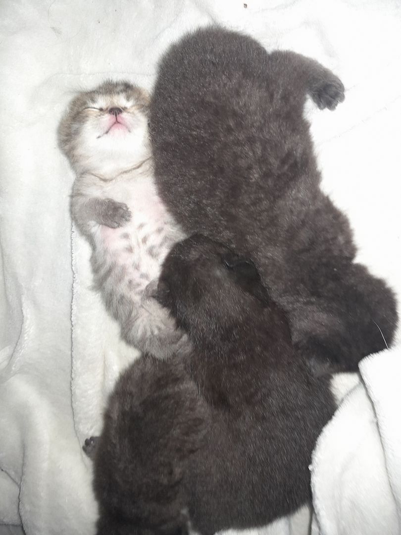 Kitten Katenbaby Katze