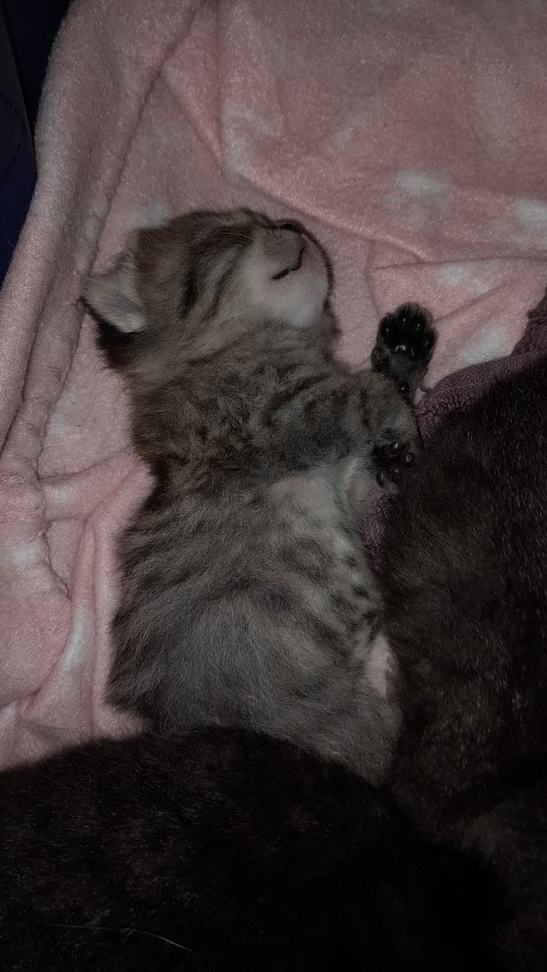 Kitten Katenbaby Katze