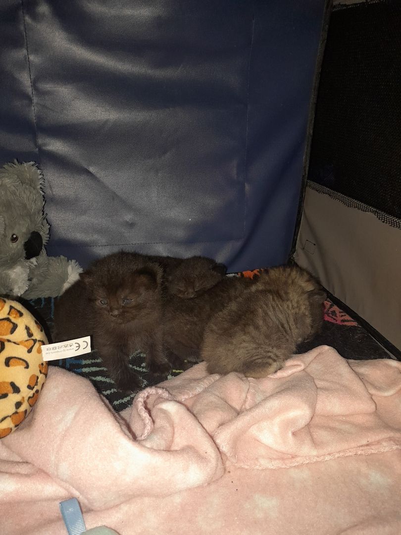 Kitten Katenbaby Katze