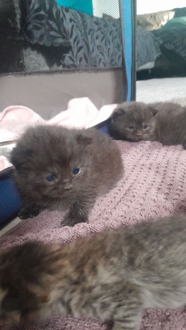 Kitten Katenbaby Katze