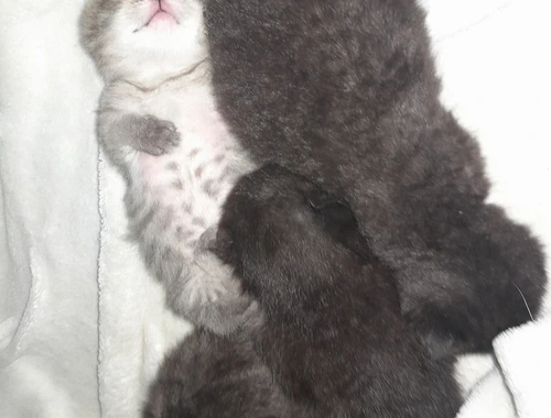 Kitten Katenbaby Katze