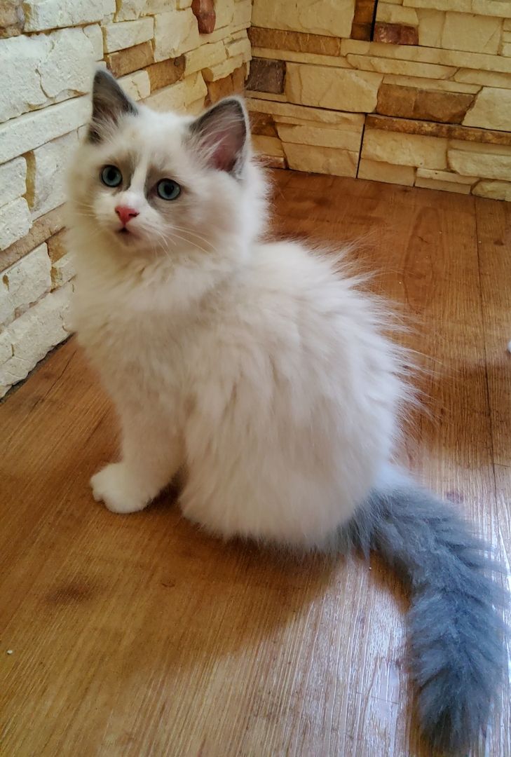 Ragdoll Katerchen m.P.