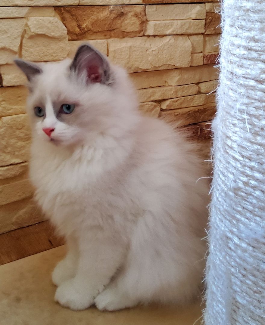 Ragdoll Katerchen m.P.
