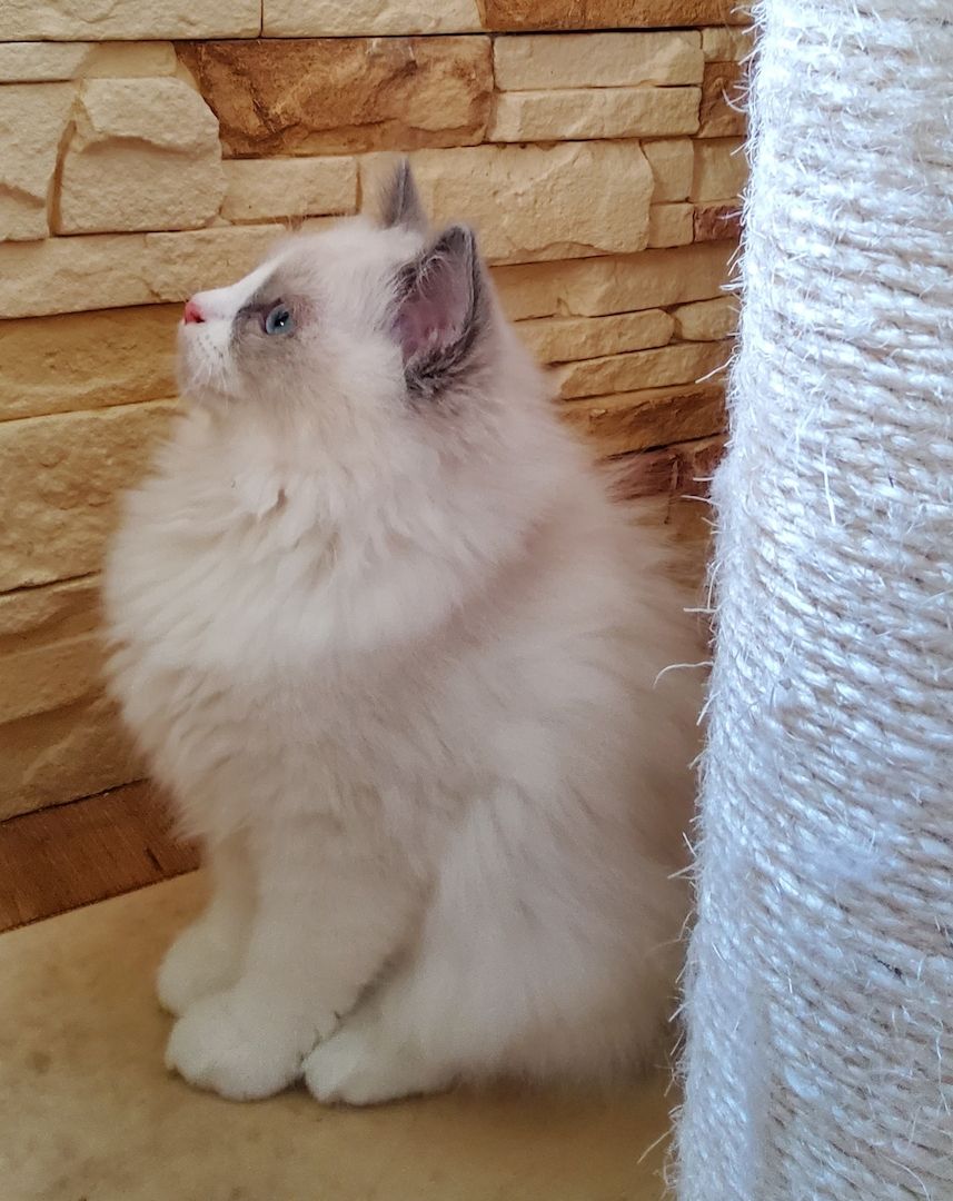 Ragdoll Katerchen m.P.