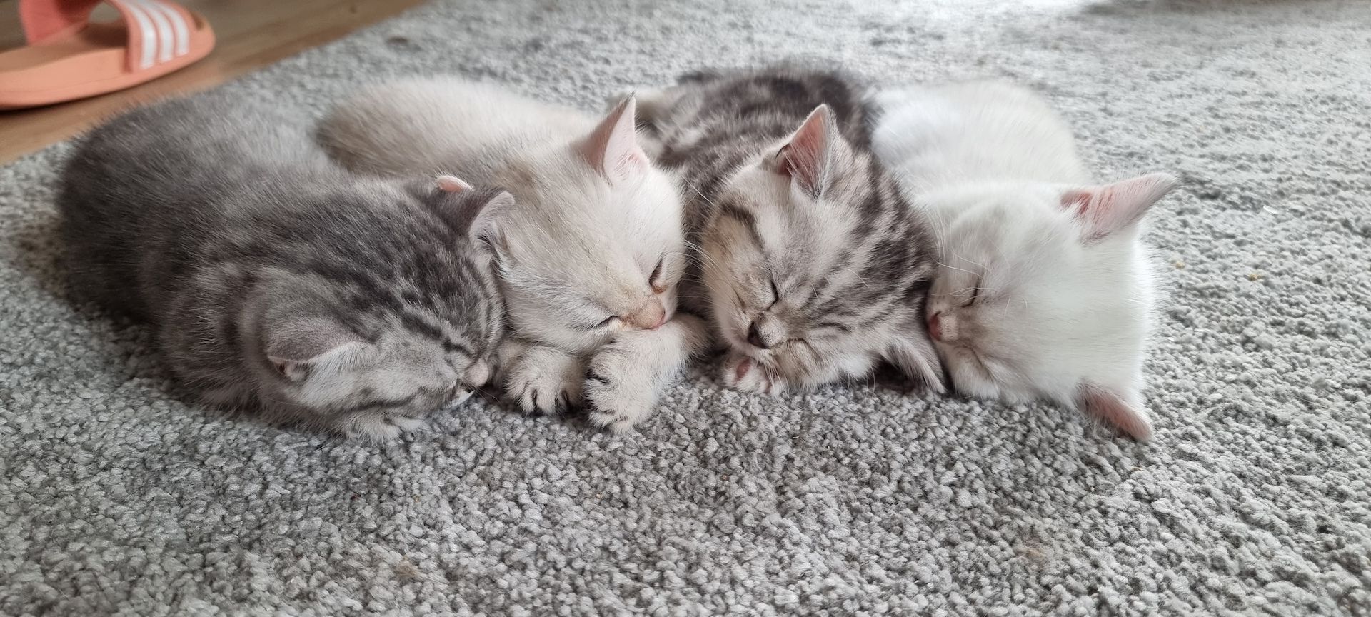 Reinerbige wunderschöne British Kurzhaar Kitten