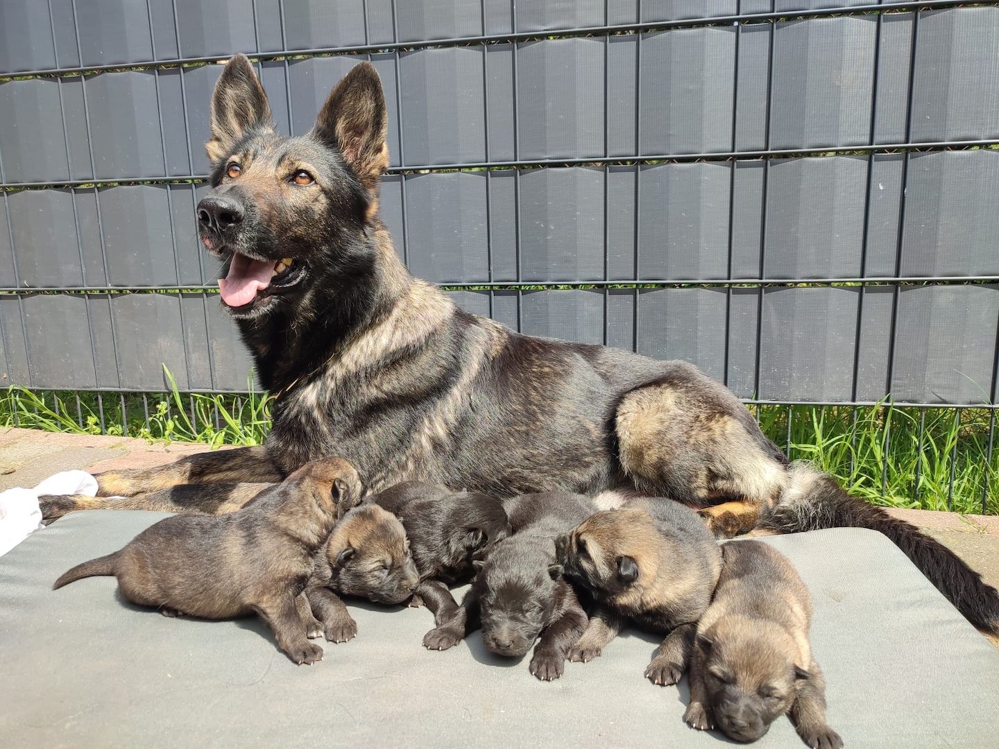 DSH Welpen aus Kör und Leistungszucht