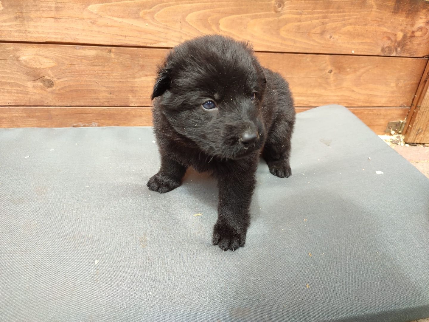 DSH Welpen aus Kör und Leistungszucht