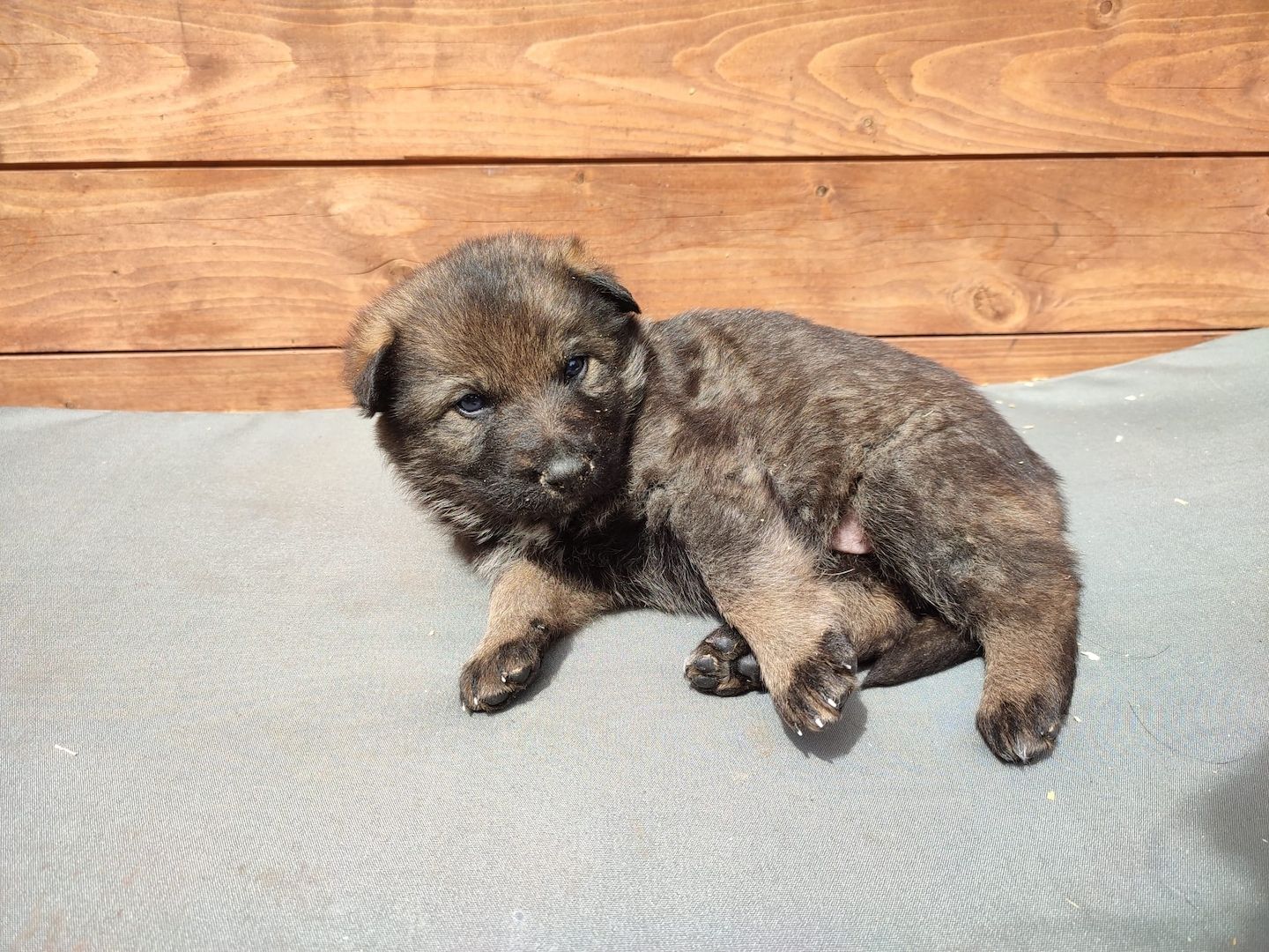 DSH Welpen aus Kör und Leistungszucht