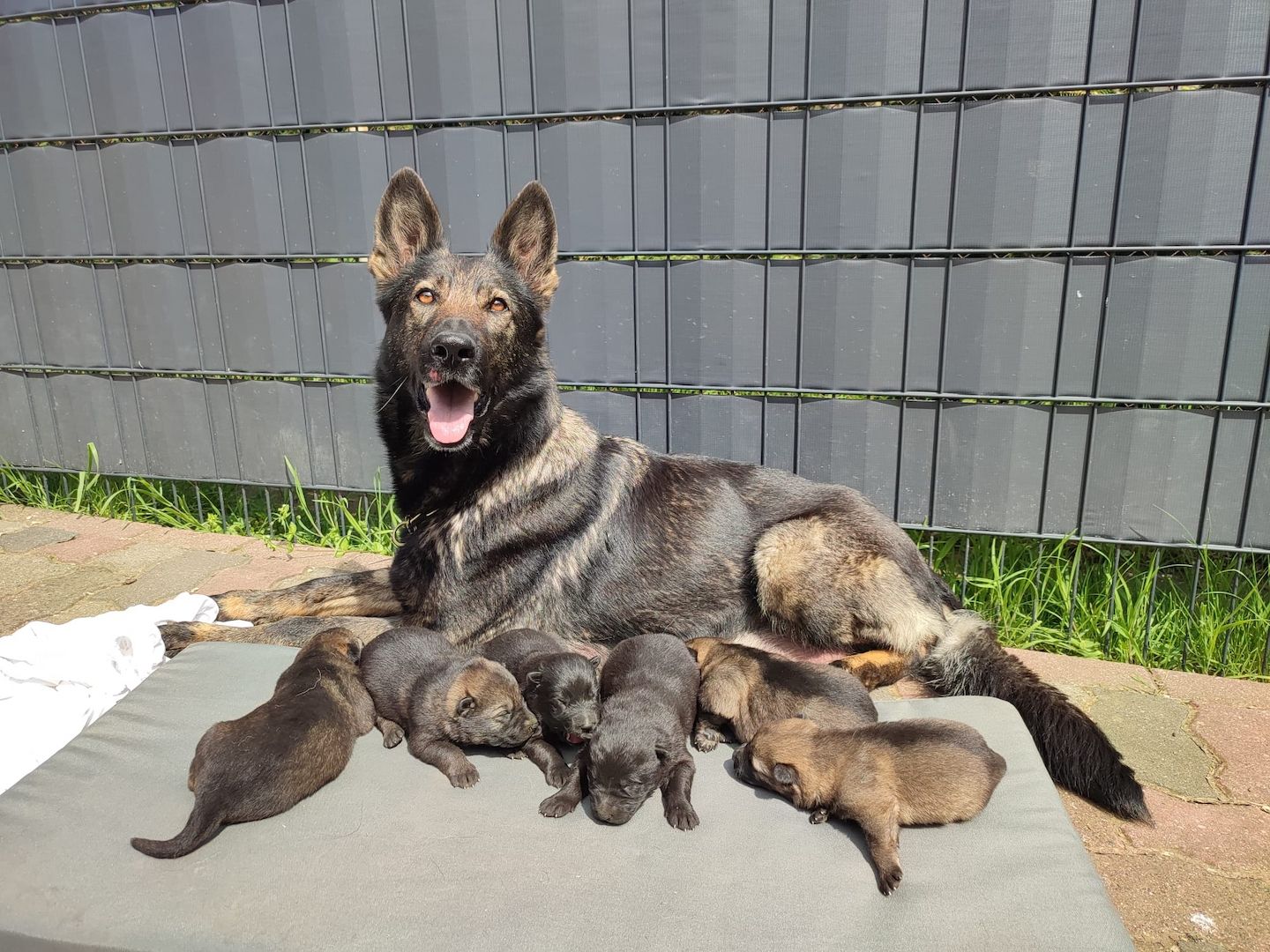 DSH Welpen aus Kör und Leistungszucht