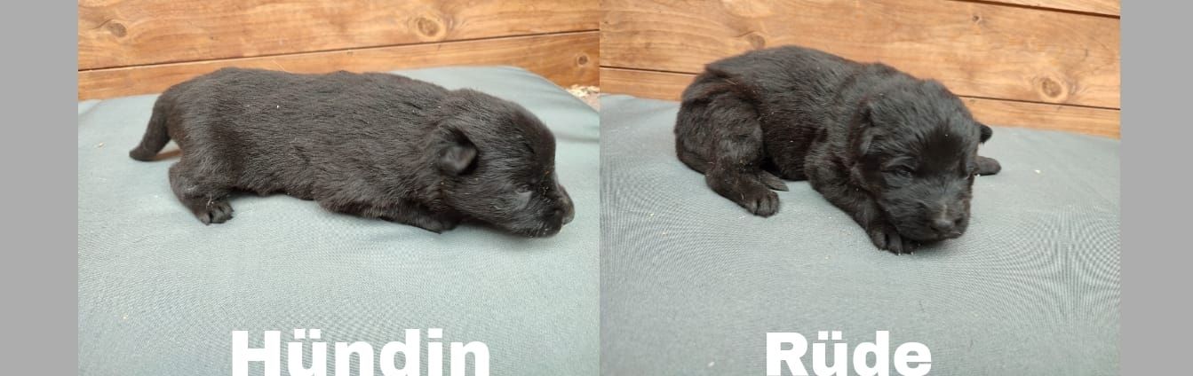 DSH Welpen aus Kör und Leistungszucht
